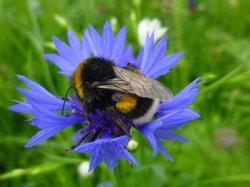 Erdhummel auf einer Kornblume. Foto: Stadt Oldenburg