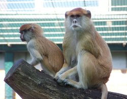 Zwei Affen auf einem Baumstamm. Foto: Rolf Handke/Pixelio