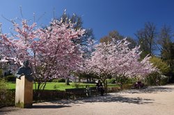 Blühende Zierkirschen am Oldenburger Cäcilienplatz. Foto: Hans-Jürgen Ziets