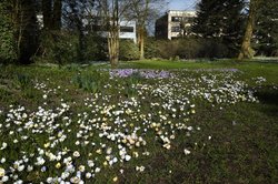 Krokusse im Oldenburger Schlossgarten. Foto: Hans-Jürgen Zietz