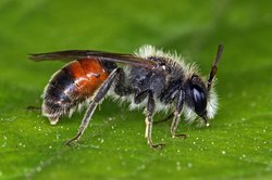 Rote Ehrenpreis-Sandbiene. Foto: Naturspaziergang.de