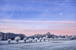 Kopfweiden in Raureif im Landschaftsschutzgebiet Buschhagenniederung. Foto: Hans-Jürgen Zietz