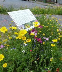 Blumenwiese mit Informationstafel.  Foto: Stadt Oldenburg