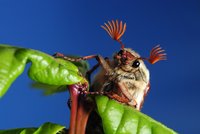 Maikäfer. Foto: Hans-Jürgen Zietz