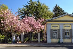 Zierkirschenblüte im Oldenburger Schlossgarten. Foto: Hans-Jürgen Zietz