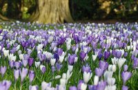 Krokusse im Schloßgarten