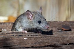 Ratte. Foto: Joshua J. Cotten/Unsplash