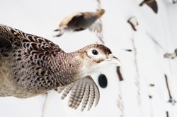 Ausschnitt aus der Vogelwand. Quelle: Landesmuseum Natur und Mensch