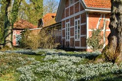 Schneeglöckchen vor Fachwerkgebäuden im Schlossgarten. Foto: Hans-Jürgen Zietz