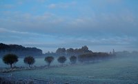 Rechts: Kopfweidenreihe im Morgennebel