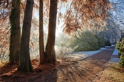 Raureifmorgen im Oldenburger Schlossgarten. Foto: Hans-Jürgen Zietz 