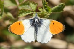 Aurorafalter Männchen. Foto: Schmetterling-Raupe.de