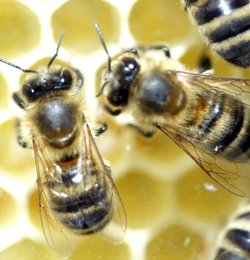 Zwei Bienen auf einer Wabe. Foto: Maren Beßler/Pixelio.de