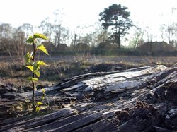 Das Bahndammgelände 2002. Foto: Bezirksregierung Weser-Ems