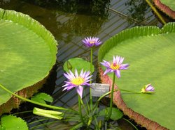 Tropische Wasserlilie im Botanischen Garten. Foto: Stadt Oldenburg