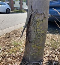 Baum mit Stammschaden durch Anfahren. Foto: Stadt Oldenburg