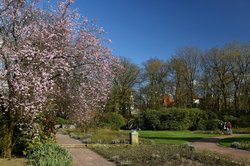 Blühende Blutpflaumen im Oldenburger Schlossgarten. Foto: Hans-Jürgen Zietz