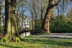 Krokusblüte im Oldenburger Schlossgarten. Foto: Hans-Jürgen Zietz