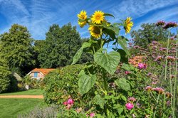 Blühende Sonnenblume im Oldenburger Schlossgarten. Foto: Hans-Jürgen Zietz