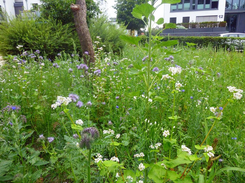 Lindenbogen Ansaat auf einer Wiese. Foto: Stadt Oldenburg