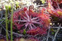 Rundblättriger Sonnentau (Drosera rotundfolia) 12. Juni 2012. Foto: Norbert Gesser