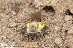 Sandbienen. Foto: Rolf Witt