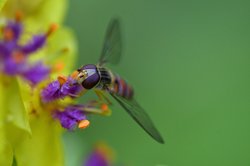Schwebfliege an Königskerze. Foto: Hans-Jürgen Zietz Schwebfliege an Königskerze. Foto: Hans-Jürgen Zietz