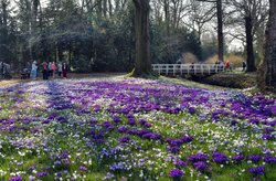 Krokusse im Schlossgarten. Foto: Hans-Jürgen Zietz