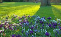 Krokusse im Schlossgarten