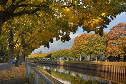 Ahornbäume in Herbstfärbung. Foto: Hans-Jürgen Zietz