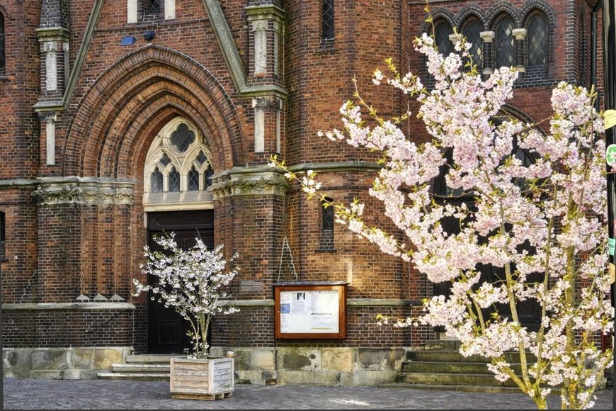 Hans-Jürgen Zietz Frühlingsblüten an der Oldenburger Lambertikirche. Foto: Hans-Jürgen Zietz