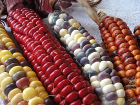 Bunte Maiskolben. Foto: Landesmuseum Natur und Mensch