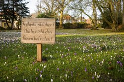 Frühblüher im Schlosspark. Foto: Jens Finke