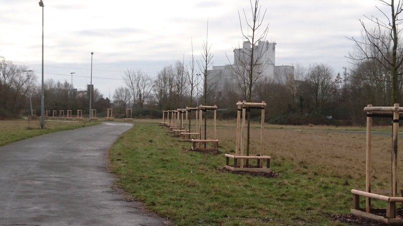 35 Bergahorn-Bäume wurden im Bereich der Beverbäke in Donnerschwee neu angepflanzt. Foto: Stadt Oldenburg