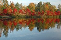 Herbstliches Laub am Küstenkanal