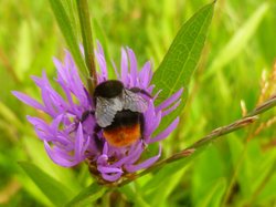 Steinhummel auf Rotklee. Foto: Stadt Oldenburg