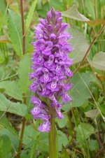 Übersehenes Knabenkraut (Dactylorhiza praetermissa), 12. Juni 2012, die Art ist sehr selten und gilt als stark gefährdet. Foto: Norbert Gesser.