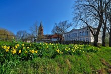 Narzissen in den Oldenburger Wallanlagen.