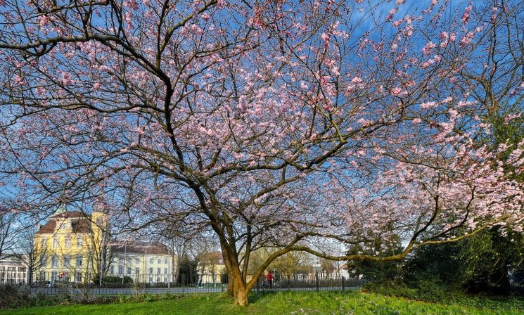 Frühlingsblüher im Oldenburger Schlossgarten. Foto: Hans-Jürgen Zietz