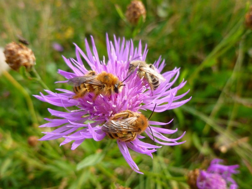 Hier summt es: Bienen fühlen sich am Kirschblütenanger wohl. Foto: Stadt Oldenburg