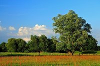 Frühsommerliche Farbenpracht - Naturnahe Wiese im Landschaftsschutzgebiet Buschhagenniederung. Foto: Hans-Jürgen Zietz