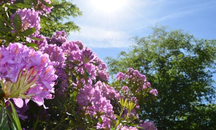 Blüten im Schlossgarten. Foto: Stadt Oldenburg