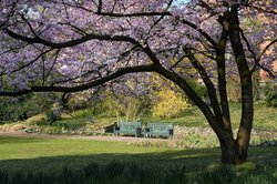 Zierkirschenblüte im Oldenburger Schlossgarten. Foto: Hans-Jürgen Zietz