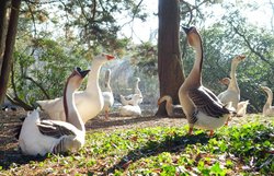 Wasservögel im Oldenburger Schlossgarten. Foto: Hans-Jürgen Zietz 