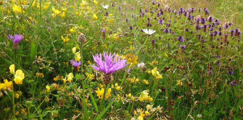 Blumenwiesen am Standort Bloherfelder Anger. Foto: Stadt Oldenburg