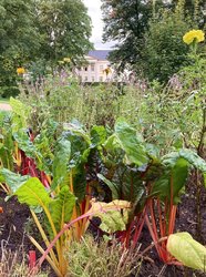Gemüse und Blumen in den Wallanlagen. Foto: Stadt Oldenburg