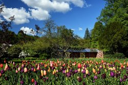 Blühende Tulpen im Oldenburger Schlossgarten. Foto: Hans-Jürgen Zietz