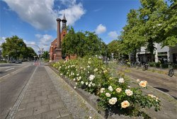 Blühende Rosen vor der Friedenskirche. Foto: Hans-Jürgen Zietz Blühende Rosen vor der Friedenskirche. Foto: Hans-Jürgen Zietz