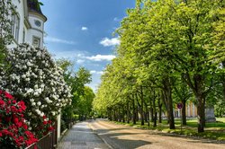 Rhododendron-Blüten an der Hindenburgstraße. Foto: Hans-Jürgen Zietz