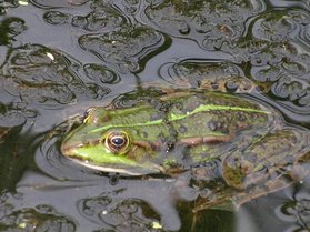 Frosch. Foto: Stadt Oldenburg